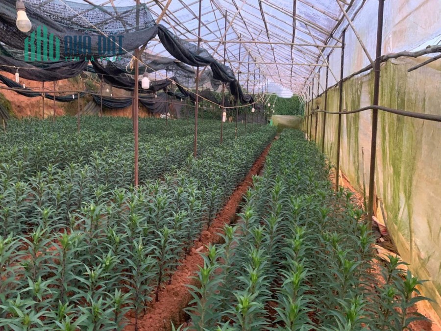Cần bán gấp đất vườn đường Vạn Thành, Đà Lạt 1647m2 giá chỉ 7 tỷ