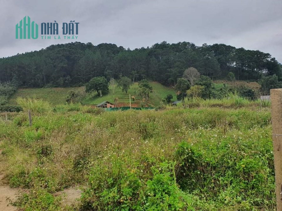 Cần tiền bán gấp 500m đất sổ riêng giá chỉ 2.3 tỷ đường Mimoza, Đà Lạt