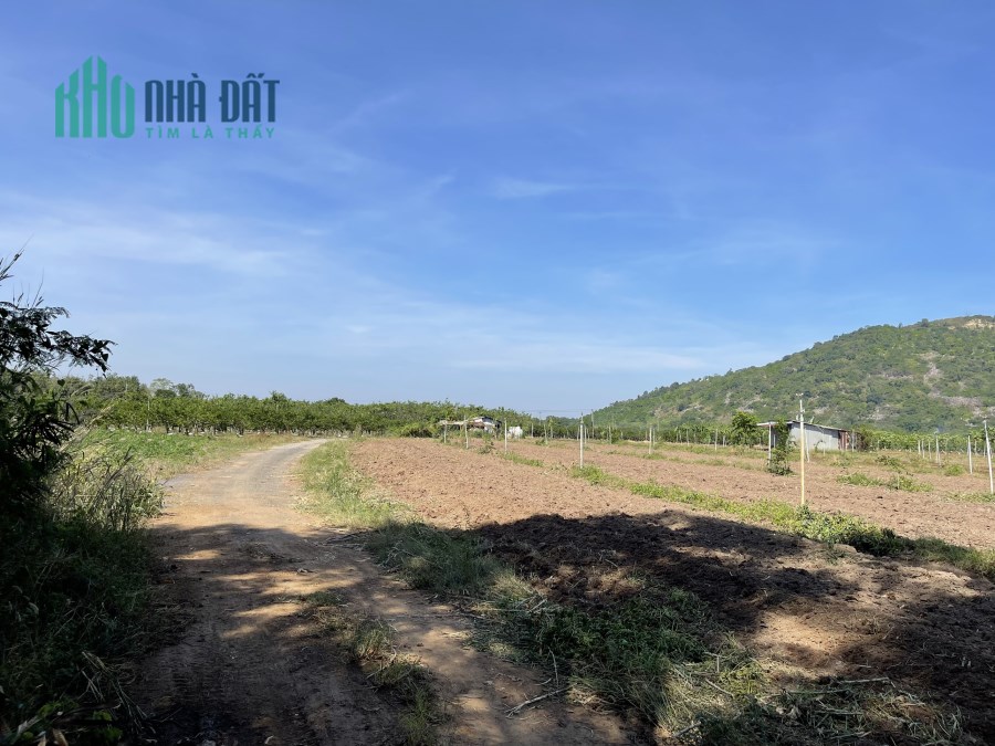 Kẹt tiền Tết, bán gấp gần 1000m2 đất sát chân núi Bà Đen, Ninh Sơn, TP. Tây Ninh, chỉ 540 triệu