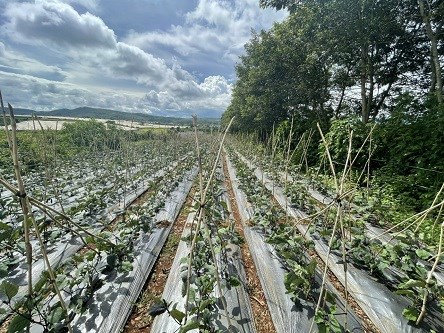 Cần bán đất vườn cạnh Vinamilk Organic Tu Tra
