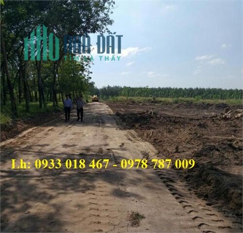 Cần Bán 4,6 sào đất lai hưng, bàu bàng, bình dương 10x100m, 20x50m, chỉ 1,6tr/m2 4600m2-15